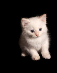 Naklejka na ściany i meble Young white kitten on black background