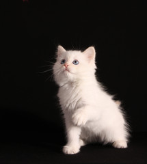 Young white kitten on black background