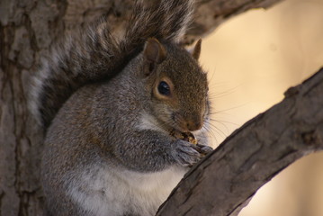 Squirrel on tree