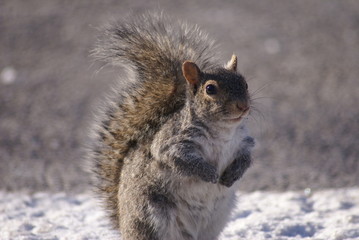 Chicago Squirrel