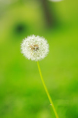 dandelion seed　　closeup