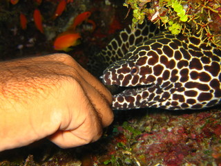 Morena 10 - Maldivas