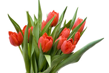 bouquet of fresh tulips
