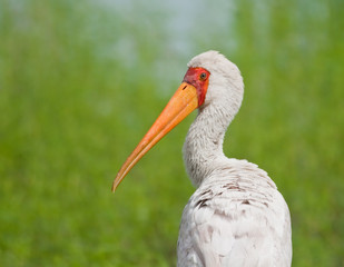 Closeup of a yellow billed strok with a green background