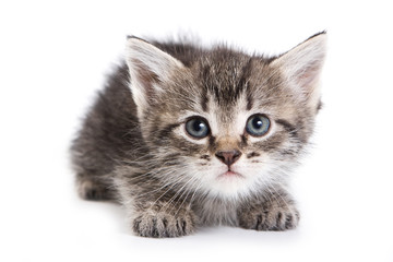 Kitten isolated on white background