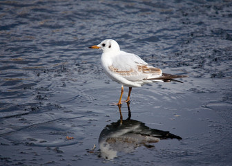 Seagull on ice