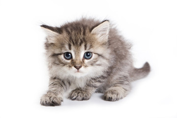 Kitten isolated on white background