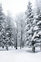 Lane in winter park