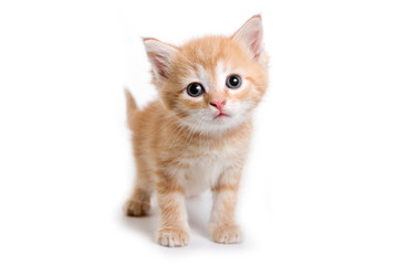 Fototapeta premium Kitten isolated on white background