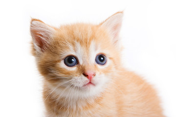 Kitten isolated on white background