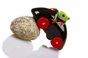 Frog 'n' Toy