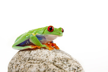 Frog on Stone
