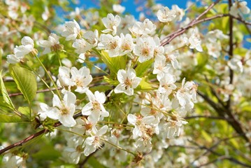 White cherry flowers