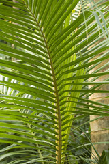 Fototapeta na wymiar Palm leaves