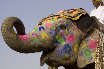 Naklejka premium Colorful hand painted elephant , Holi festival , Jaipur, Rajasthan, India 