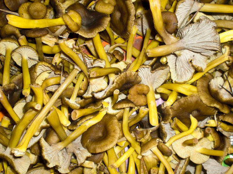 R&eacute;colte de chanterelle
