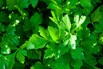 parsley