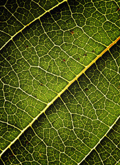 green leaf background