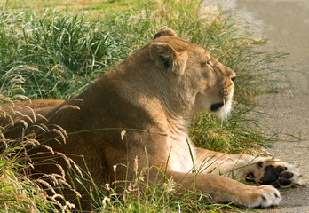 Profile of a lioness in the long grass