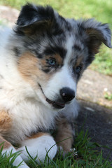 Australian Shepherd Welpe