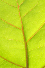 Green leaf vein for backgrounds