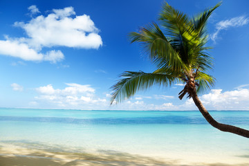 Carribean sea and coconut palm