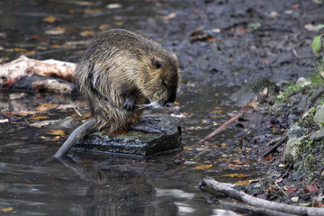 Nutria
