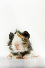 Meerschweinchen