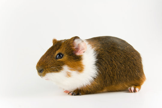 Meerschweinchen