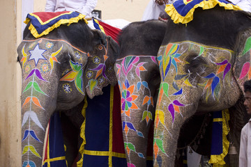 Colorful hand painted elephants, Holi festival, Jaipur, Rajasthan, India	
