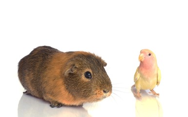 cobaye et oiseau jaune