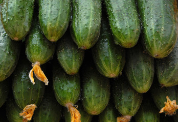 Cucumber