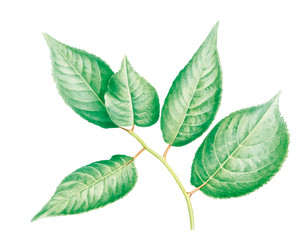 Obraz premium Pflaumenblätter