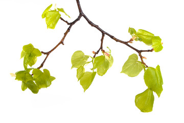 Obraz premium Spring. Branch with bright green leaves on white background