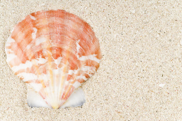 Seashell on the Beach