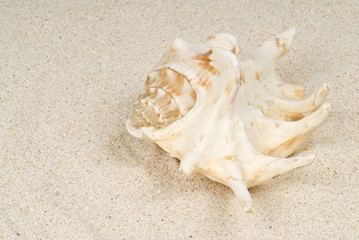 Fototapeta na wymiar Seashell on the Beach
