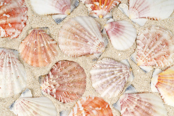 Seashells on the Beach