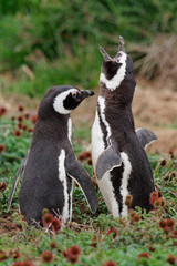Magellan Pinguin (Spheniscus magellanicus), Seno Otway, Chile
