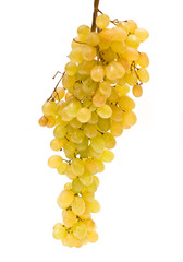 Grape isolated