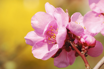 Fototapeta na wymiar Pink cherry blossoms