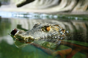 Head of the young crocodile