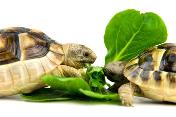 Schildkröte