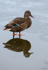 Duck in winter.