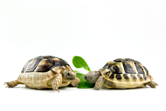 Schildkr&ouml;te