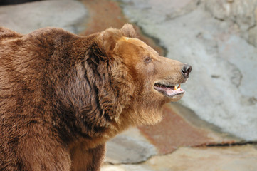 Brown bear