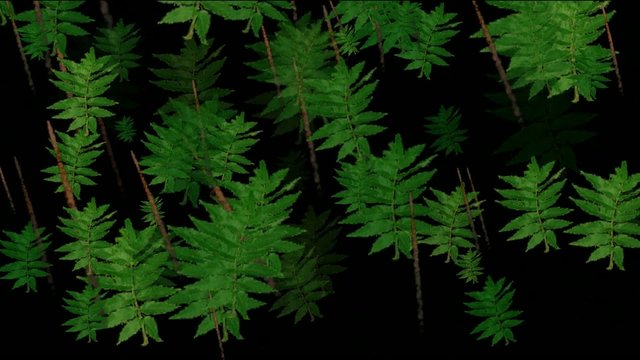 Animation of green leaves,coniferous