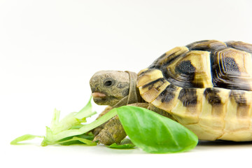 Schildkröte