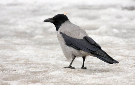crow on ice