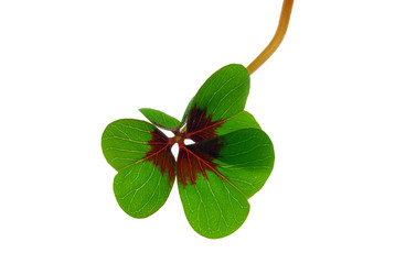 Glücksklee - four leafed clover 31