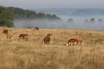 Danish cows in the fog